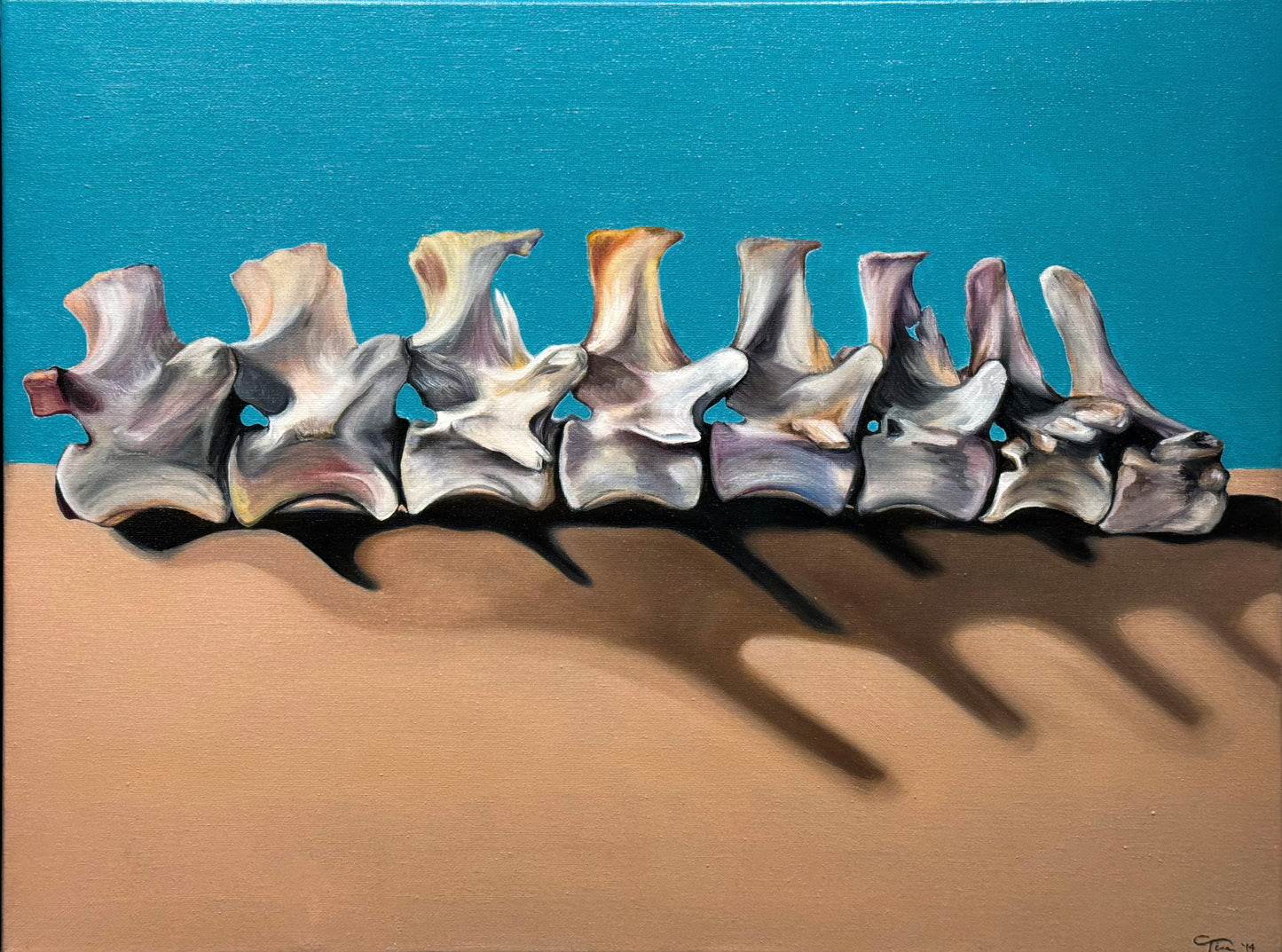 Vertebrae