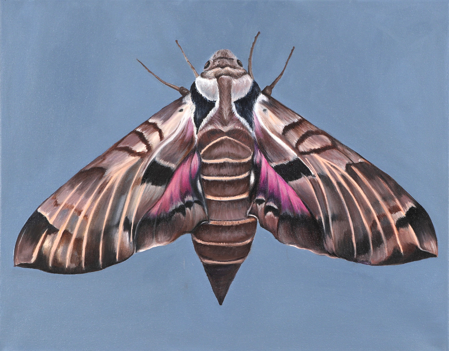 Achemon Sphinx